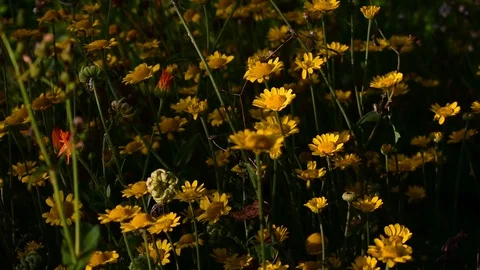 Yellow flowers Stock Footage 116022942