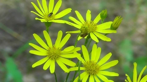 Yellow flowers Video stock 118804940