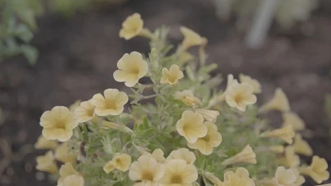 Yellow Flowers Видео 118973923