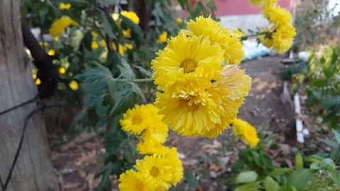 Yellow flowers Stock Footage 119664580