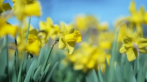 Yellow Flowers Stock Footage