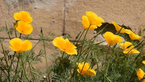 Yellow flowers Stock Footage 129154901