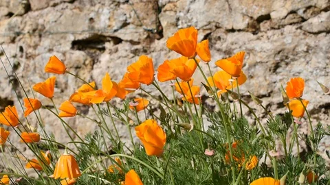 Yellow flowers Stock Footage 129631455