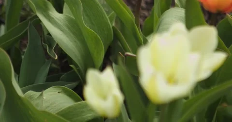Yellow flowers Stock Footage 132603241