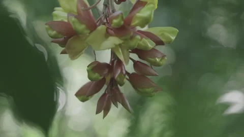 Yellow Flowers 스톡 동영상 137299800