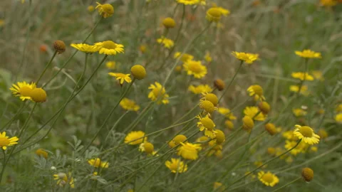 Yellow flowers Stock Footage 139590699