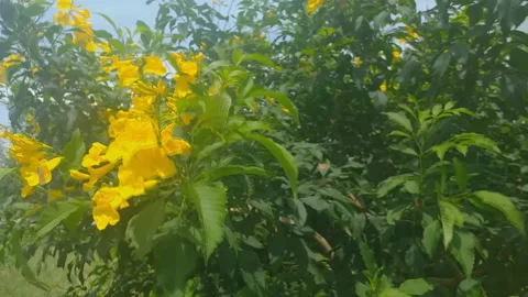 Yellow flowers. Stock Footage 141192249