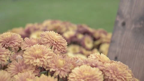 Yellow flowers Stock Footage 144190530