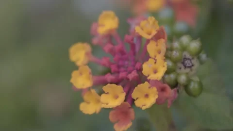 Yellow flowers Stock Footage 144190583