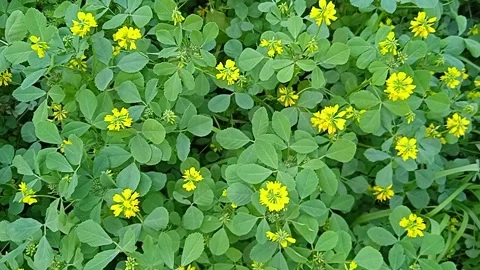 Yellow flowers Stock Footage 149866757