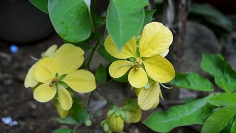Yellow Flowers Stock Footage 157704603