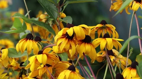 Yellow flowers Stock Footage 159652156
