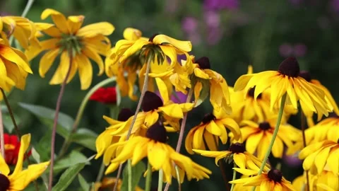 Yellow flowers Stock Footage 159652190