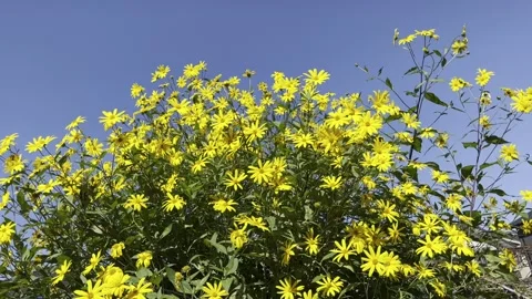 Yellow flowers Stock Footage 161687057