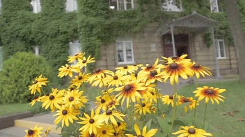 Yellow flowers Stock-Footage 162137758