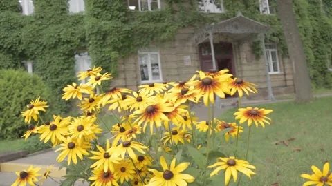 Yellow flowers Stock Footage 162137784