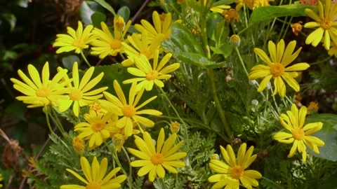 Yellow Flowers Stock Footage 165189474