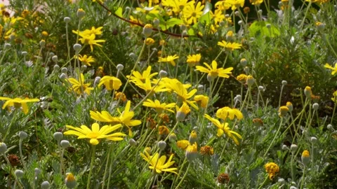 Yellow Flowers Stock Footage 165191016