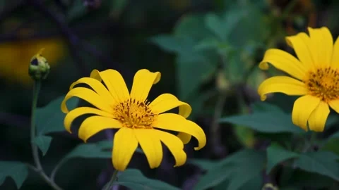 Yellow flowers Stockbeeldmateriaal 177837283