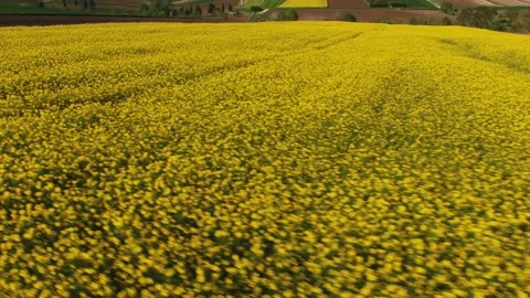 Yellow flowers Stock Footage 199096011