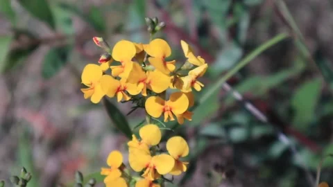 Yellow flowers Stock Footage 218230164