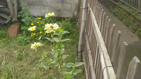 Yellow flowers Stock Footage 233488189