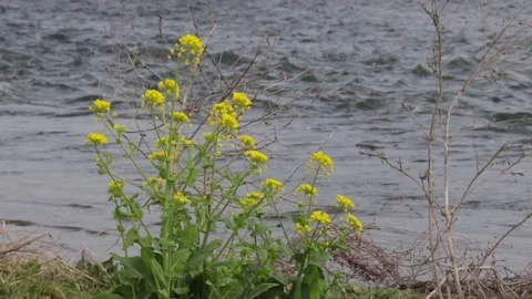 Yellow Flowers Stock Footage 235170886