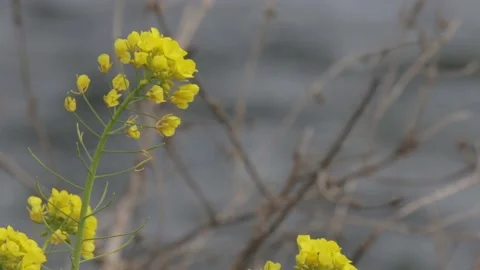 Yellow Flowers Stock Footage 235170887