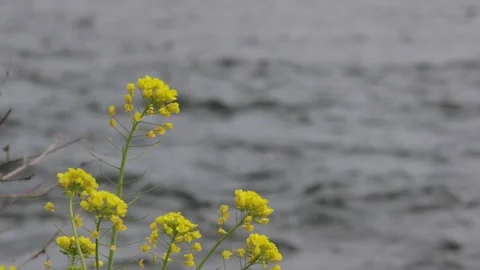 Yellow Flowers Stock Footage 235170920