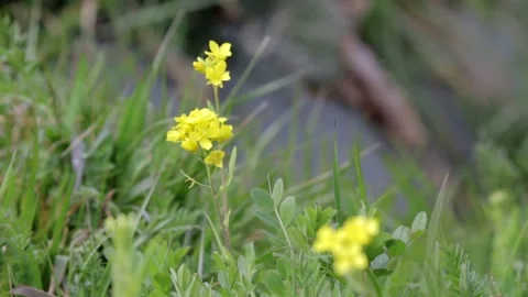 Yellow Flowers Stock Footage 235170950