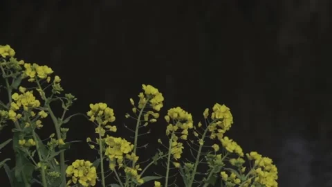 Yellow flowers Stock Footage 235170955