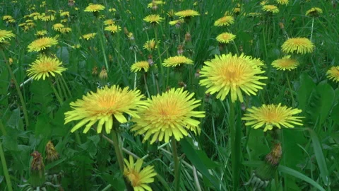 Yellow flowers 스톡 동영상 242497487