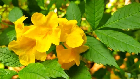 Yellow flowers Stock Footage 243739376