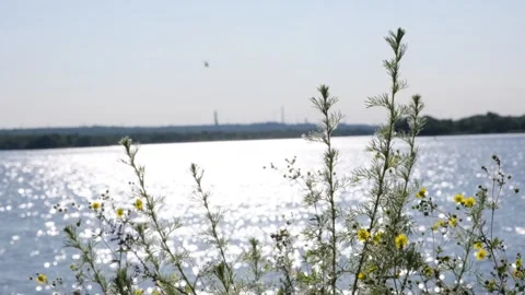 Yellow flowers Stock Footage 243908167