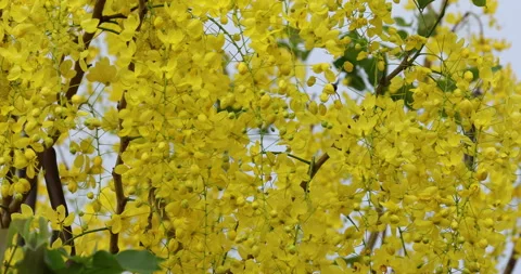 Yellow flowers. Video stock 246519705