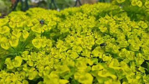 Yellow flowers Video stock 250490630