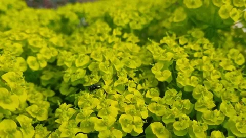 Yellow flowers Video stock 250490632