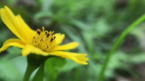 Yellow flowers Stock Footage 257740810