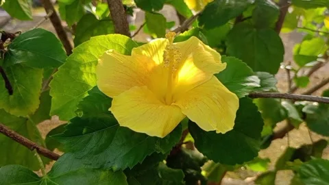 Yellow flowers Stock Footage 275644268