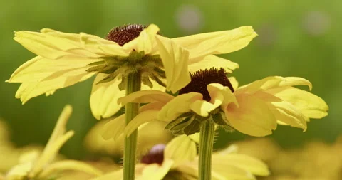Yellow Flowers Stock Footage 280207075