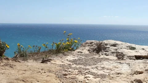 Yellow flowers Stock Footage 284939118