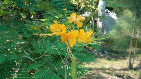 Yellow Flowers Stock Footage 292658295