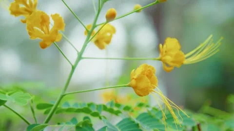 Yellow flowers Stock Footage 299756849