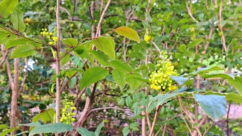 Yellow flowers 스톡 동영상 308936666