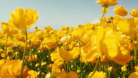 Yellow Flowers Stock Footage 310475580