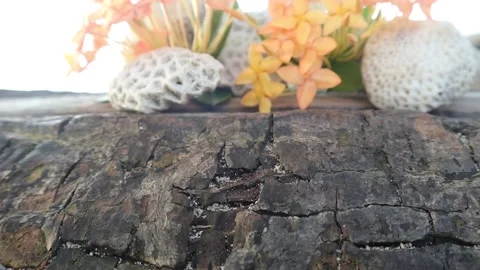 Yellow flowers Stock-Footage 325604635