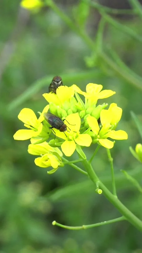 Yellow flowers Vídeo Stock 333717457