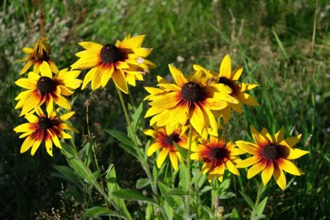 Yellow flowers Stock Footage 341789630