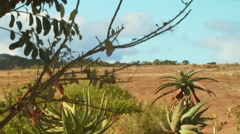 Yellow flowers in forest Stock Footage 54591176