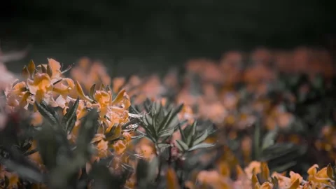 Yellow flowers in a forest at sunset. Stock Footage 219962181